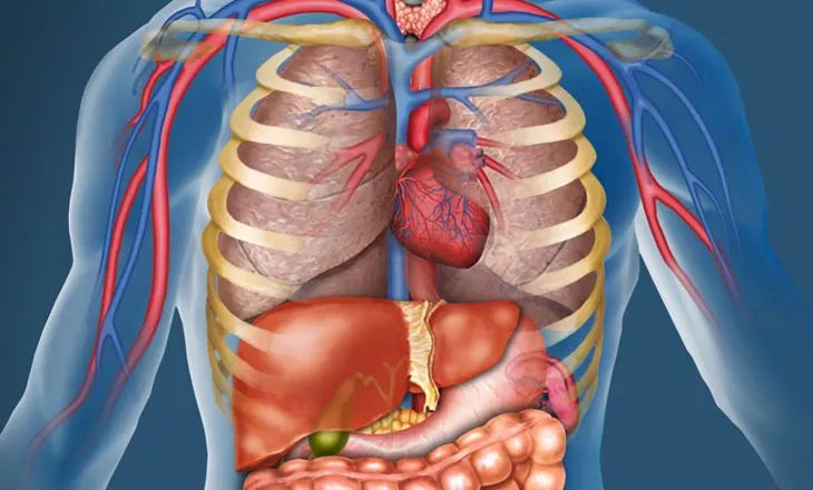 The Energetic Emotion That Each Organ Holds.
