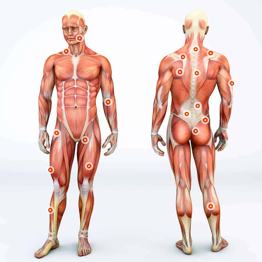 The fascia: Why do we need it? How to support it.
