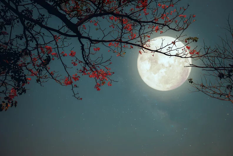 The Perfect Liver And Kidney Recipe For A Full Moon