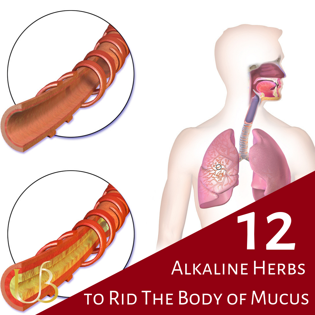 12 Herbs to Heal Mucous Membranes and Rid of Mucus - The Alkaline Way