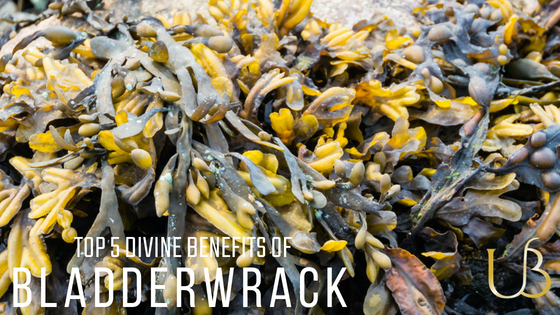 Top 5 Divine Benefits of Bladderwrack (POWERHOUSE SOURCE)