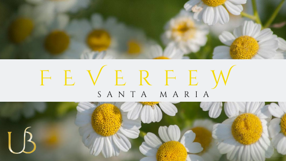 Feverfew ( Santa Maria ) - The Miraculous Plant