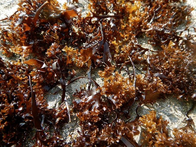 My LOVE for Irish Moss - Chondrus Crispus