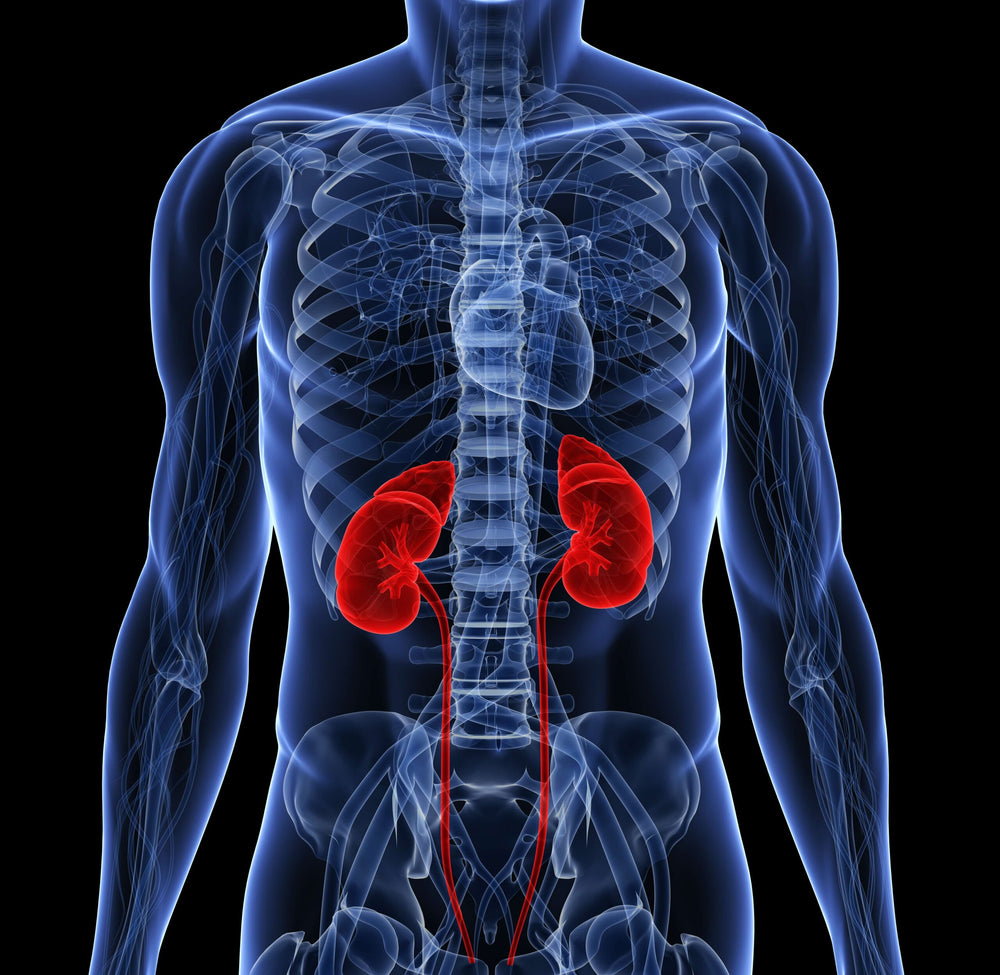 Pay Attention To These Signs: It May be time for a Kidney Cleanse