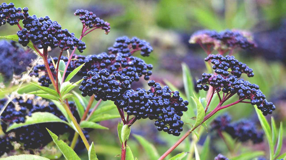 10 Amazing Benefits that Make Elderberry a Powerhouse Fruit