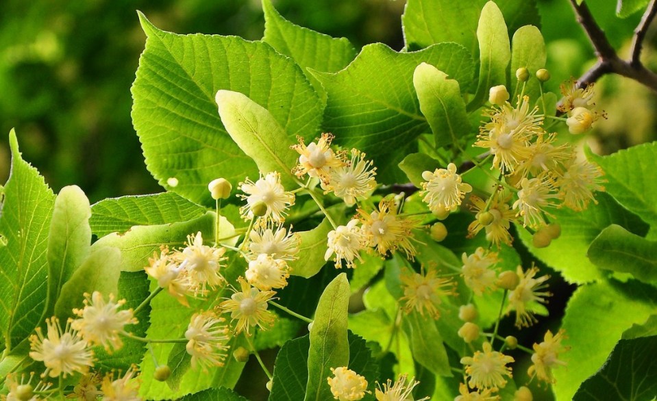 Linden Flower and Leaf: A Family Plant