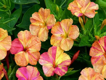 Clavillia - The Flower That Heals From the Root