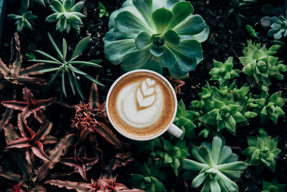 Food For The Blood+ Latte Recipe: The Ultimate Caffeine-Free Energy Boost