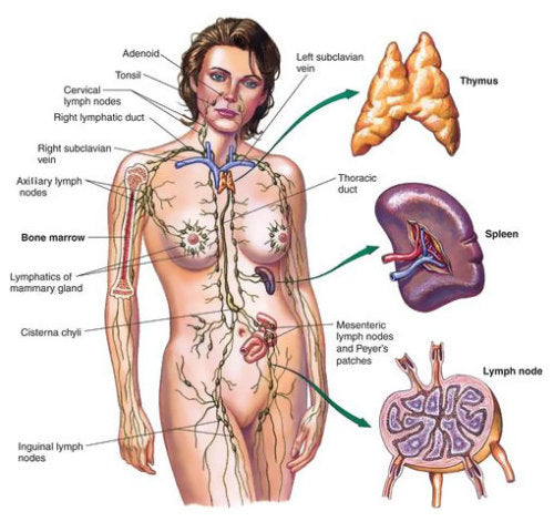 Lymphatic System - The Most Important Puzzle Piece Of The Body