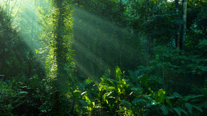 Amazon Rainforest Herbs