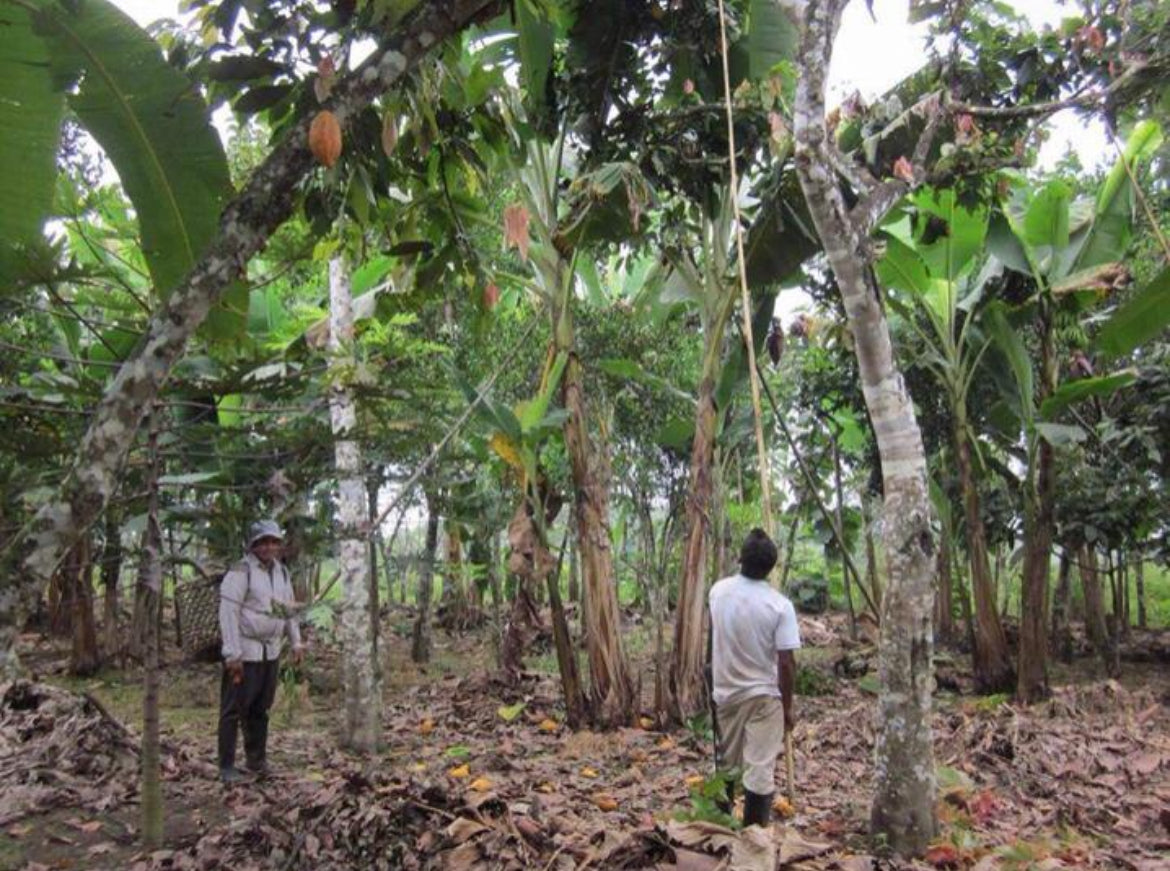 
                  
                    Cacao Powder - Raw & Wildcrafted
                  
                