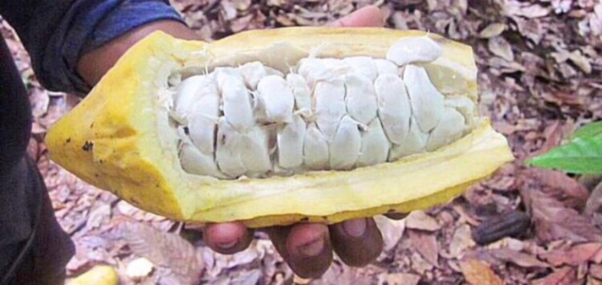 
                  
                    Cacao Powder - Raw & Wildcrafted
                  
                