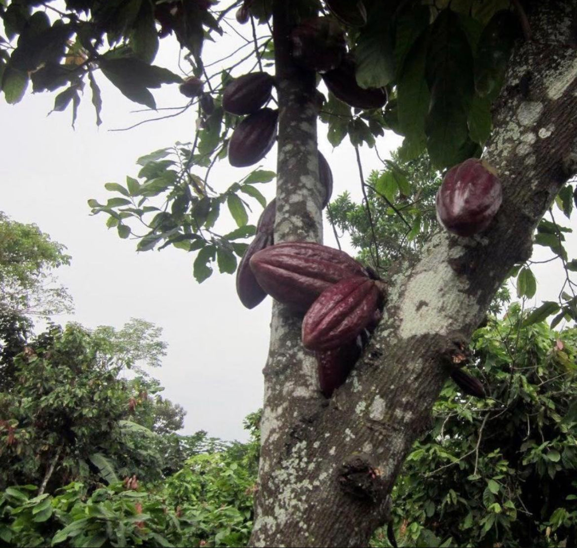 
                  
                    Cacao Powder - Raw & Wildcrafted
                  
                