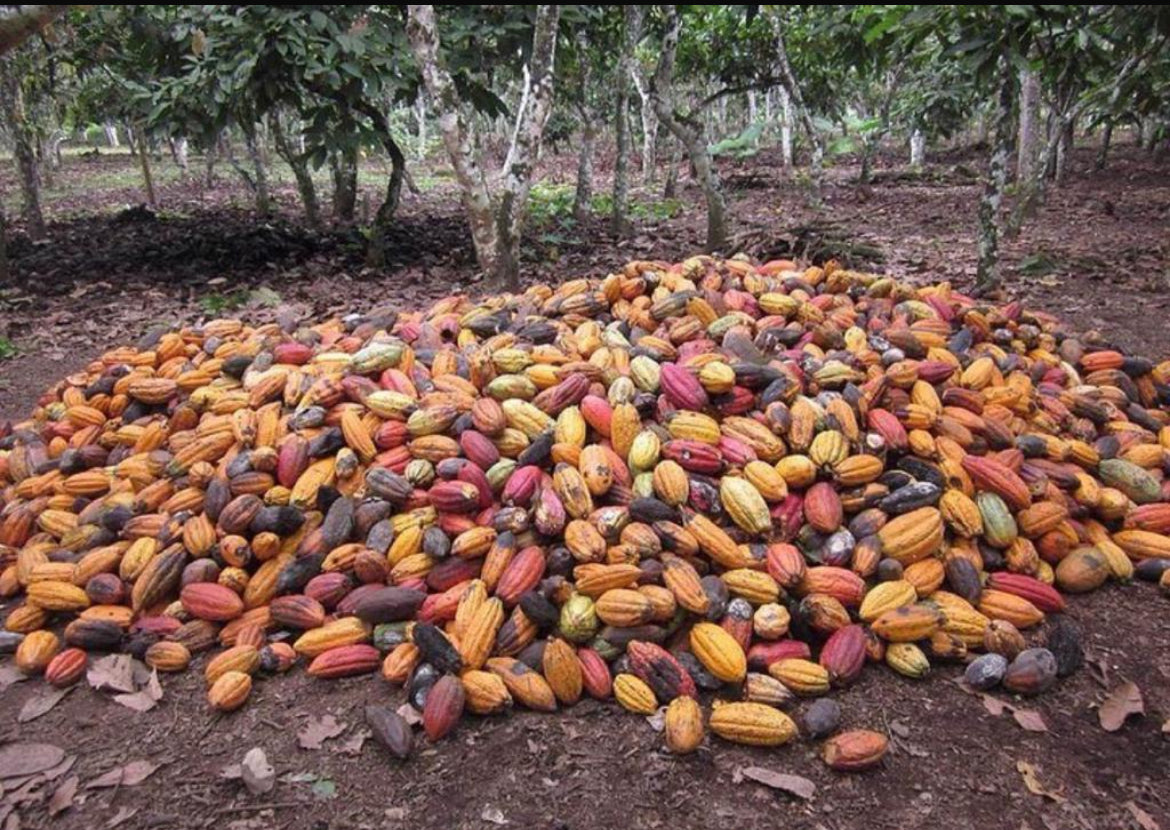 
                  
                    Cacao Powder - Raw & Wildcrafted
                  
                