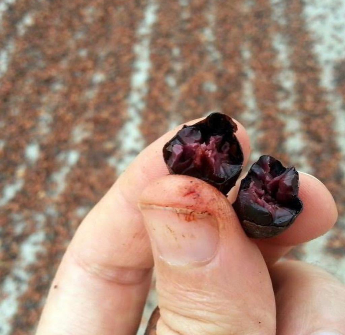 
                  
                    Cacao Powder - Raw & Wildcrafted
                  
                