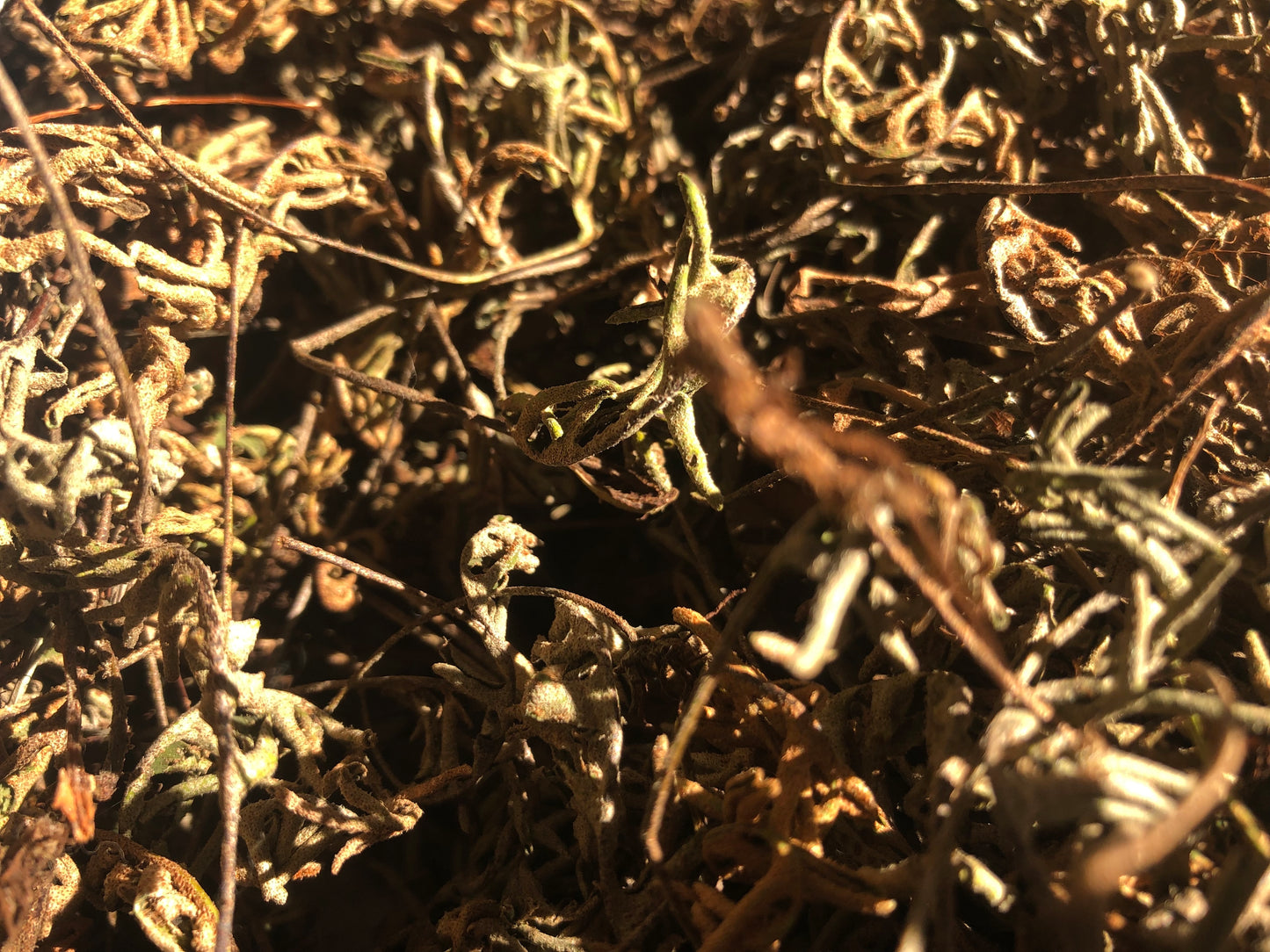 
                  
                    Kalawalla Capsules 
                  
                