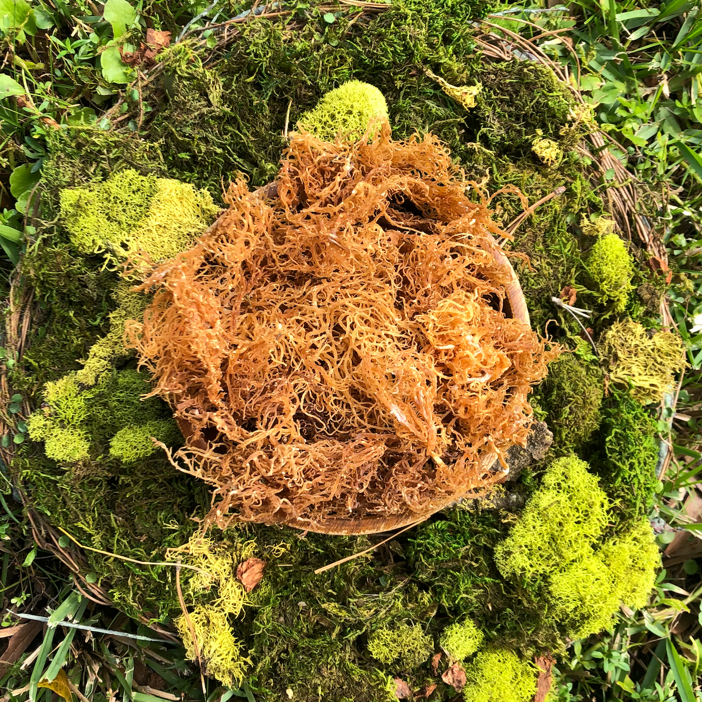 
                  
                    Sea Moss - Overall Health Boost
                  
                